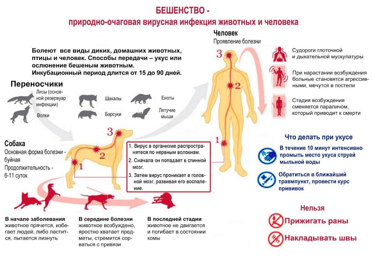 9 болезней, которыми можно заразиться от кошек и собак - Бердюжье медиа.  Новости Бердюжского района